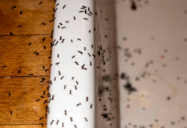 Best Flea Control Services  in Manana, HI